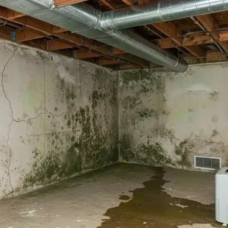 Professional Mold Removal in Latah County, ID